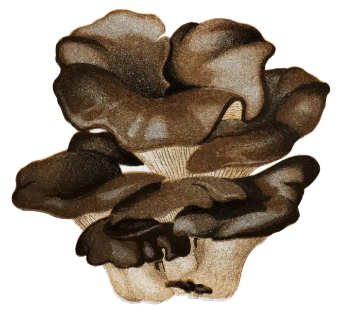 Framed Print : Mushrooms and fungi: Pleurotus ostreatus
