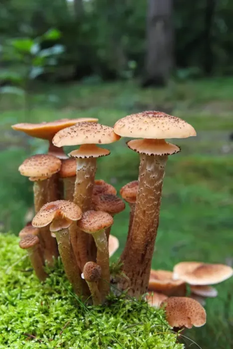 Framed Print : Mushrooms, honey fungus (Armillaria mellea) growing in moss Framed Print : Mushrooms, honey fungus (Armillaria mellea) growing in moss