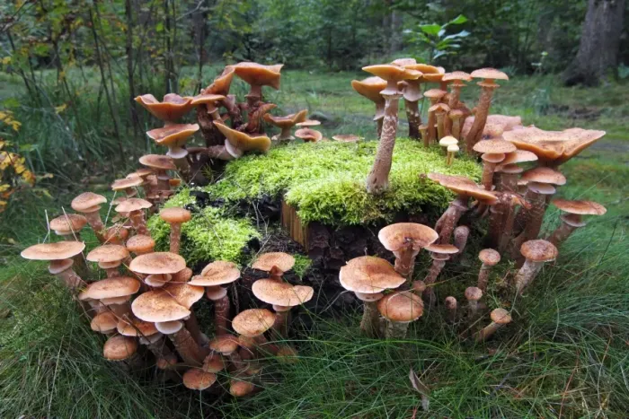Framed Print : Mushrooms, honey fungus (Armillaria mellea) growing on a moss-covered stump Framed Print : Mushrooms, honey fungus (Armillaria mellea) growing on a moss-covered stump