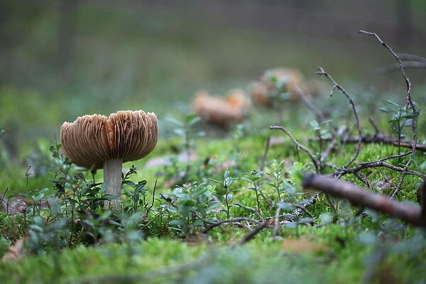 Mushrooms line
