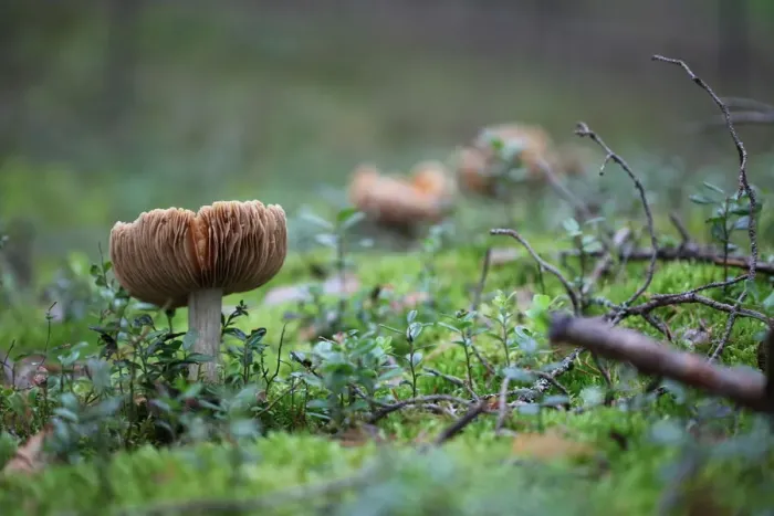 Framed Print : Mushrooms line Framed Print : Mushrooms line