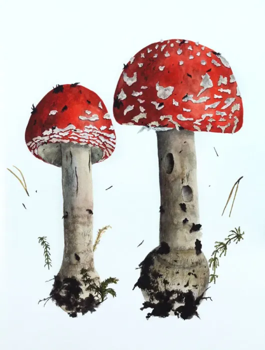 Framed Print : Mushrooms, redcap fly agaric, painted in watercolor on white paper Framed Print : Mushrooms, redcap fly agaric, painted in watercolor on white paper