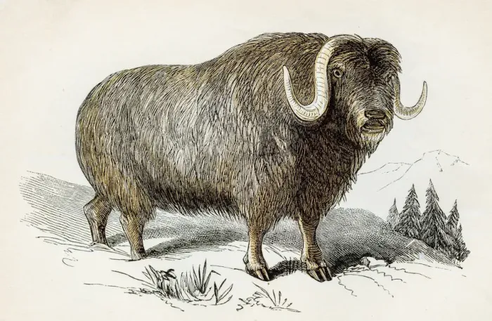 Framed Print : Musk bull engraving 1851 Framed Print : Musk bull engraving 1851