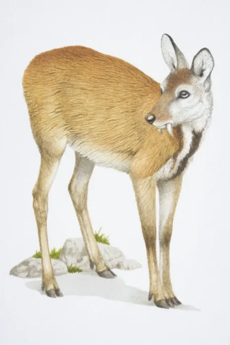Framed Print : Musk Deer, Moschus moschiferus, brown deer with long teeth Framed Print : Musk Deer, Moschus moschiferus, brown deer with long teeth