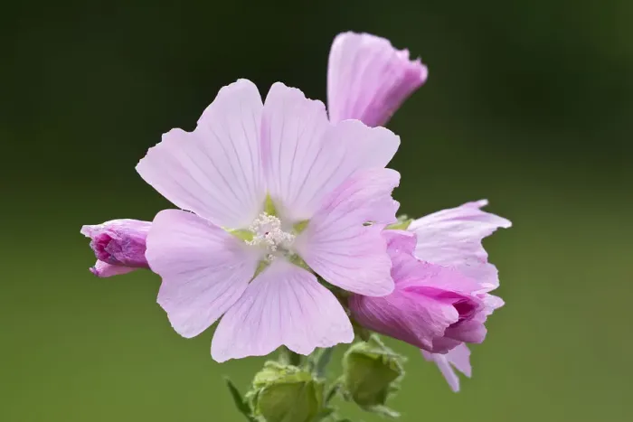 Framed Print : Musk Mallow -Malva moschata-, Burgenland, Austria Framed Print : Musk Mallow -Malva moschata-, Burgenland, Austria