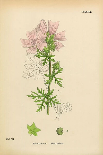 Musk Mallow, Malva moschata, Victorian Botanical Illustration, 1863