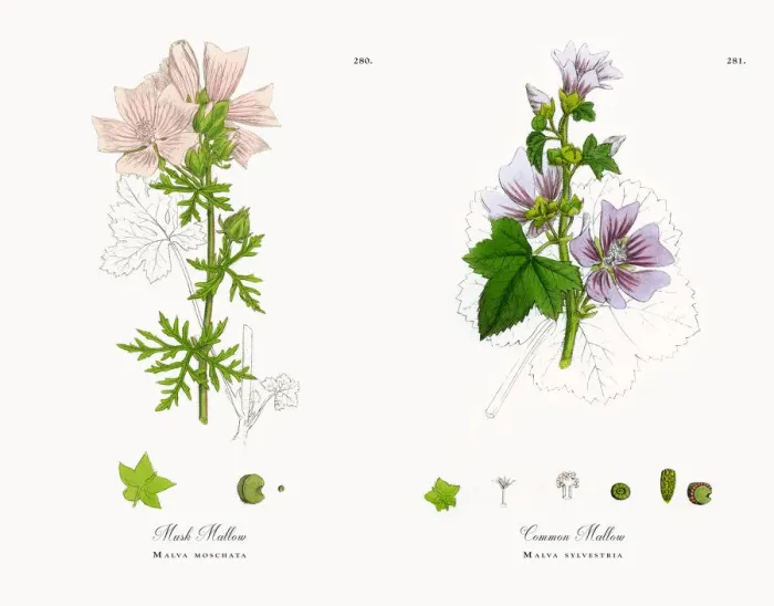 Framed Print : Musk Mallow, Malva moschata, Victorian Botanical Illustration, 1863 Framed Print : Musk Mallow, Malva moschata, Victorian Botanical Illustration, 1863