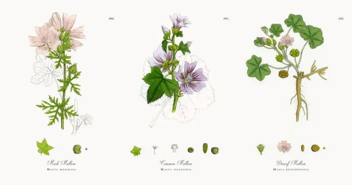 Framed Print : Musk Mallow, Malva moschata, Victorian Botanical Illustration, 1863 Framed Print : Musk Mallow, Malva moschata, Victorian Botanical Illustration, 1863