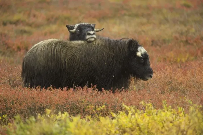 Framed Print : Two musk ox (Ovibos moschatus) calves on autumnal tundra Framed Print : Two musk ox (Ovibos moschatus) calves on autumnal tundra