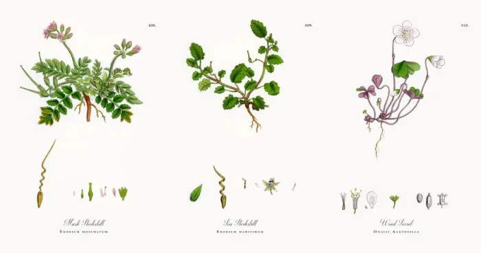 Framed Print : Musk Storksbill, Erodium moschatum, Victorian Botanical Illustration, 1863 Framed Print : Musk Storksbill, Erodium moschatum, Victorian Botanical Illustration, 1863