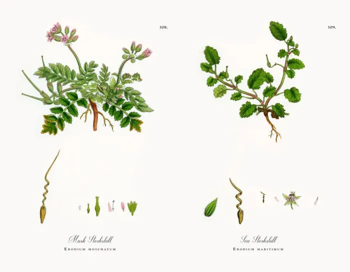 Framed Print : Musk Storksbill, Erodium moschatum, Victorian Botanical Illustration, 1863 Framed Print : Musk Storksbill, Erodium moschatum, Victorian Botanical Illustration, 1863