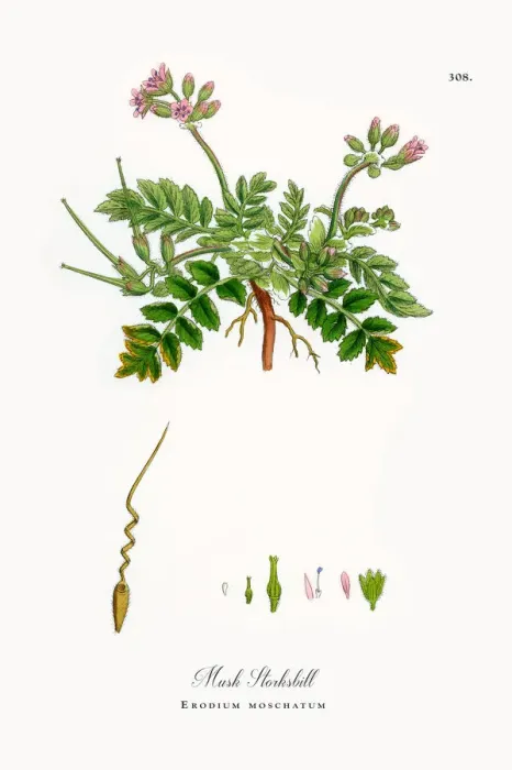 Framed Print : Musk Storksbill, Erodium moschatum, Victorian Botanical Illustration, 1863 Framed Print : Musk Storksbill, Erodium moschatum, Victorian Botanical Illustration, 1863