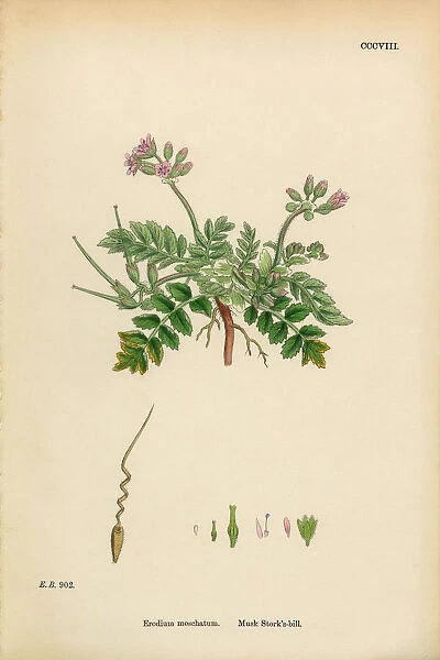 Musk Storksbill, Erodium moschatum, Victorian Botanical Illustration, 1863