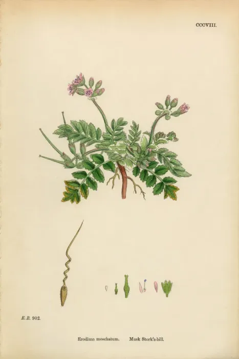 Framed Print : Musk Storksbill, Erodium moschatum, Victorian Botanical Illustration, 1863 Framed Print : Musk Storksbill, Erodium moschatum, Victorian Botanical Illustration, 1863