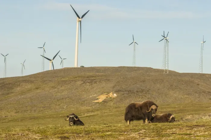 Framed Print : Muskox (Ovibos moschatus) near wind farm, Nome, Alaska, USA Framed Print : Muskox (Ovibos moschatus) near wind farm, Nome, Alaska, USA