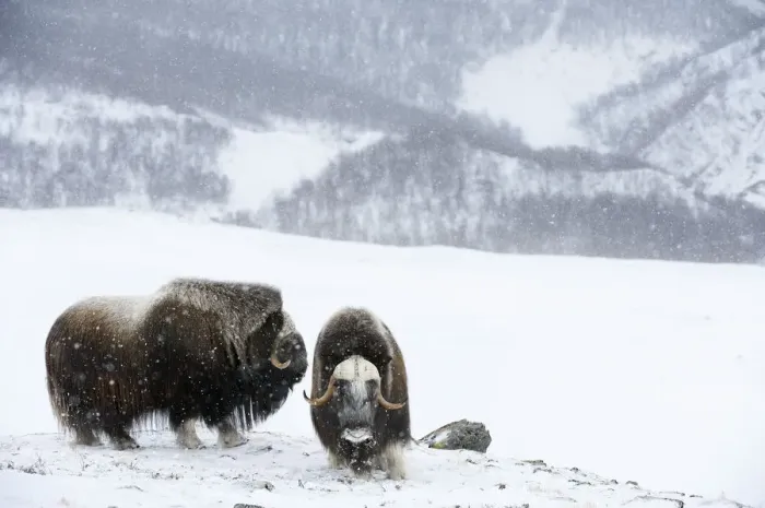 Framed Print : Muskoxen (Ovibos moschatus) Framed Print : Muskoxen (Ovibos moschatus)