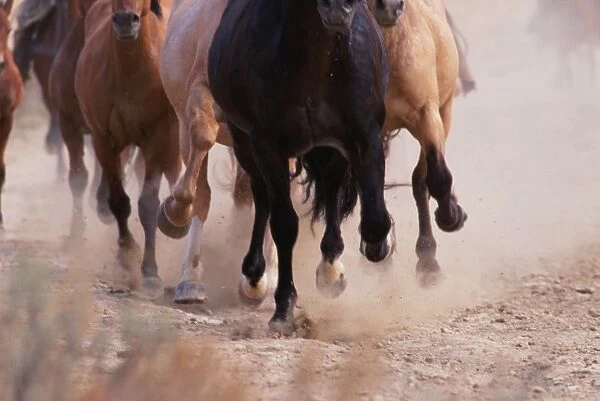 Mustangs (Equus caballus) running, kicking up dust