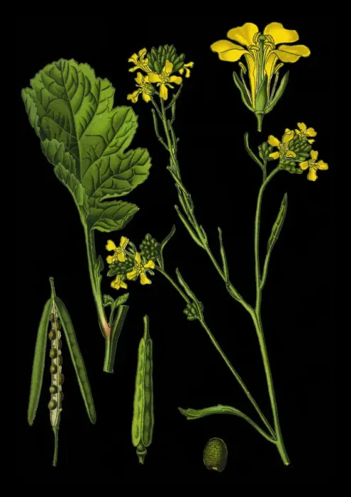 Framed Print : mustard flower Framed Print : mustard flower