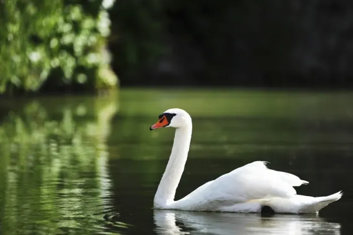 Framed Print : Mute Swan -Cygnus olor-, Austria