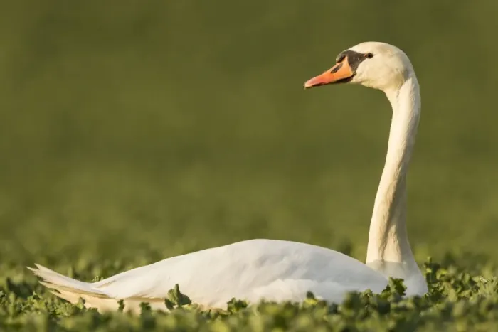 Framed Print : Mute Swan -Cygnus olor- in a canola field -Brassica napus-, Fuldabrueck, Hesse, Germany, Europe