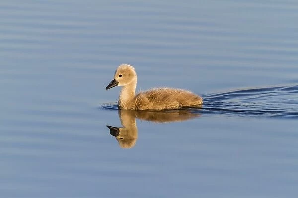 Mute Swan -Cygnus olor-, chick with reflection, Seewinkel, Burgenland, Austria