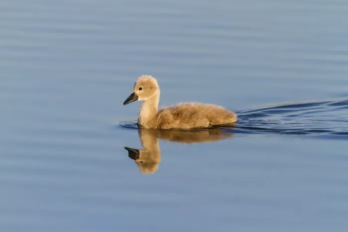 Framed Print : Mute Swan -Cygnus olor-, chick with reflection, Seewinkel, Burgenland, Austria Framed Print : Mute Swan -Cygnus olor-, chick with reflection, Seewinkel, Burgenland, Austria