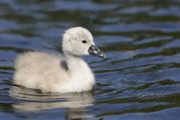 Framed Print : Mute Swan -Cygnus olor-, cygnet Framed Print : Mute Swan -Cygnus olor-, cygnet