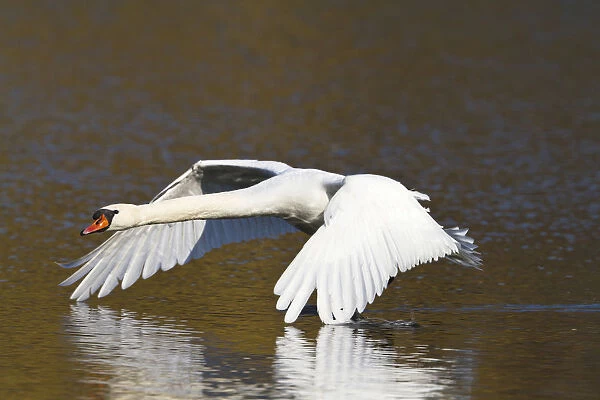 Mute Swan -Cygnus olor-, in flight, Upper Bavaria, Bavaria, Germany, Europe