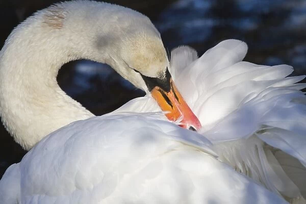 Mute Swan -Cygnus olor-, North Hesse, Hesse, Germany