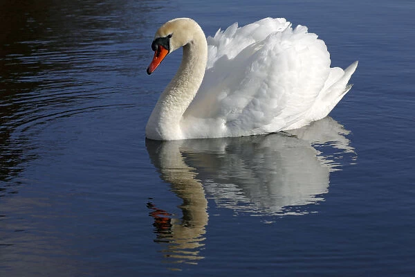 Mute Swan -Cygnus olor- with reflection in water