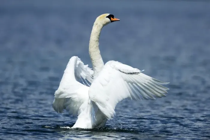 Framed Print : Mute Swan -Cygnus olor- shaking wings, Lake Zug, Zug, Switzerland, Europe Framed Print : Mute Swan -Cygnus olor- shaking wings, Lake Zug, Zug, Switzerland, Europe