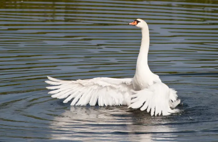 Framed Print : Mute Swan -Cygnus olor- spreading its wings, North Hesse, Hesse, Germany Framed Print : Mute Swan -Cygnus olor- spreading its wings, North Hesse, Hesse, Germany