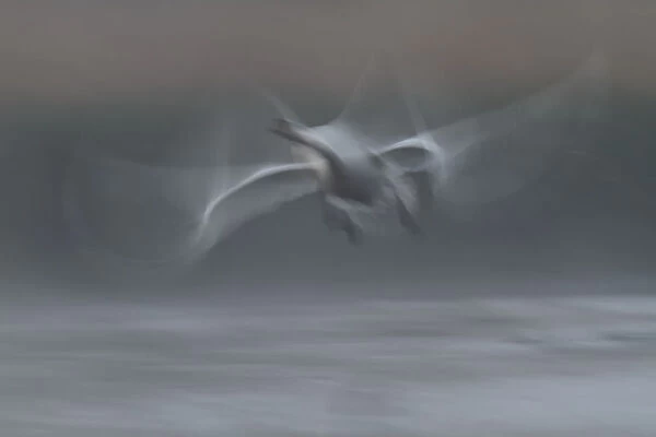 Mute Swan -Cygnus olor-, starting, morning mist, Mecklenburg-Western Pomerania, Germany