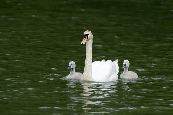 Mute Swan -Cygnus olor- swimming with two cygnets on Wichelsee lake, Sarnen, Switzerland, Europe
