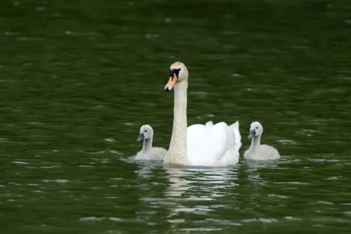 Framed Print : Mute Swan -Cygnus olor- swimming with two cygnets on Wichelsee lake, Sarnen, Switzerland, Europe