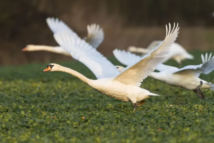 Framed Print : Mute swans -Cygnus olor- flying over a canola field -Brassica napus-, Fuldabrueck, Hesse, Germany, Europe Framed Print : Mute swans -Cygnus olor- flying over a canola field -Brassica napus-, Fuldabrueck, Hesse, Germany, Europe