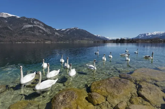 Framed Print : Mute Swans -Cygnus olor-, Lake Wolfgang, near St. Gilgen, Salzkammergut, Salzburg State, Austria Framed Print : Mute Swans -Cygnus olor-, Lake Wolfgang, near St. Gilgen, Salzkammergut, Salzburg State, Austria