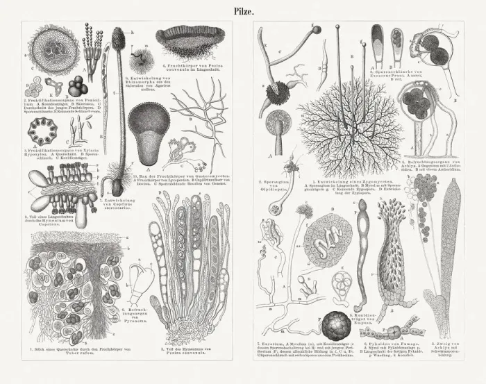 Framed Print : Mycelium of mushrooms (greatly enlarged), wood engravings, published in 1897 Framed Print : Mycelium of mushrooms (greatly enlarged), wood engravings, published in 1897