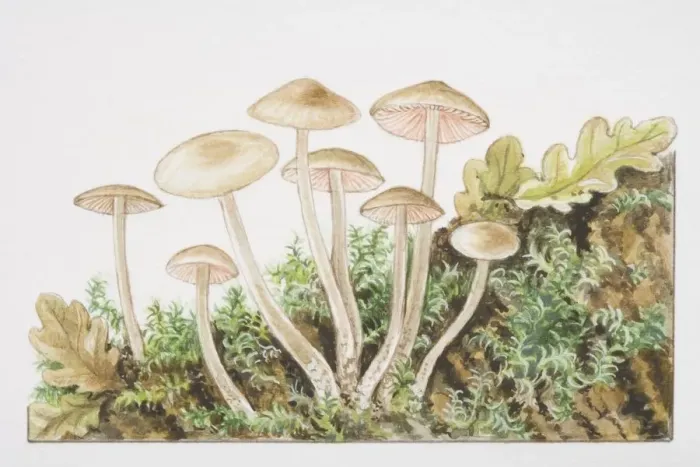 Framed Print : Mycena galericulata, Common Bonnet mushrooms fruiting in tufts Framed Print : Mycena galericulata, Common Bonnet mushrooms fruiting in tufts