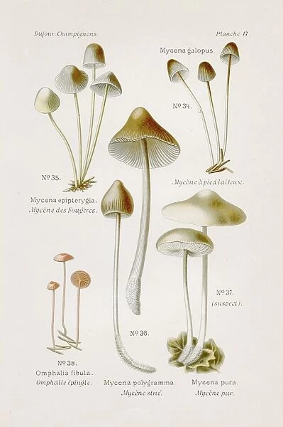 Mycena mushroom 1891
