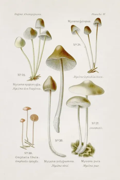 Framed Print : Mycena mushroom 1891 Framed Print : Mycena mushroom 1891