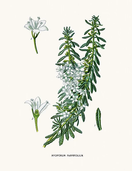 Myoporum flower