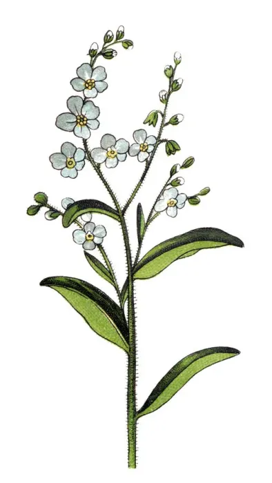 Framed Print : Myosotis scorpioides (syn. Myosotis palustris), the true forget-me-not, water forget-me-not Framed Print : Myosotis scorpioides (syn. Myosotis palustris), the true forget-me-not, water forget-me-not