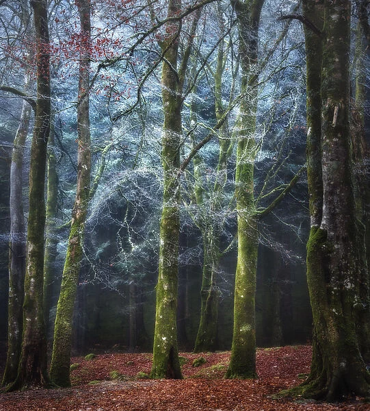 Into the Mystic - Scotland Forest