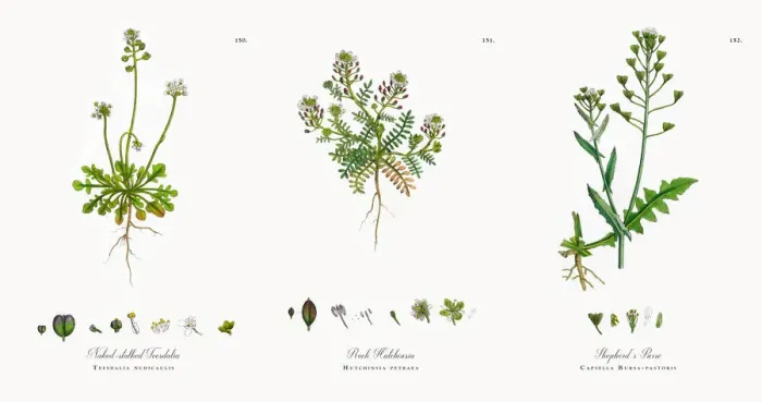 Framed Print : Naked-stalked Teesdalia, Teesdalia nudicaulis, Victorian Botanical Illustration, 1863 Framed Print : Naked-stalked Teesdalia, Teesdalia nudicaulis, Victorian Botanical Illustration, 1863