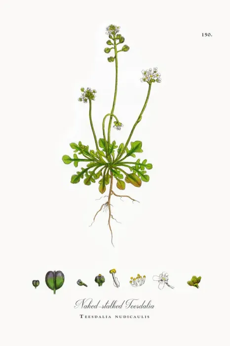 Framed Print : Naked-stalked Teesdalia, Teesdalia nudicaulis, Victorian Botanical Illustration, 1863 Framed Print : Naked-stalked Teesdalia, Teesdalia nudicaulis, Victorian Botanical Illustration, 1863