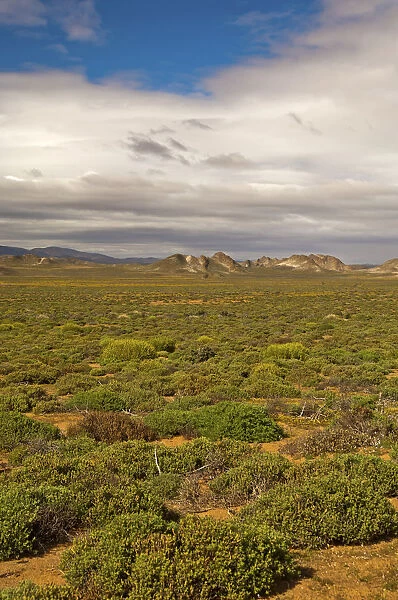 Nama Karoo low-shrub vegetation area, Richtersveld, Northern Cape Province, South Africa