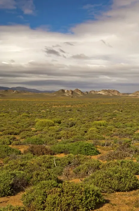 Framed Print : Nama Karoo low-shrub vegetation area, Richtersveld, Northern Cape Province, South Africa