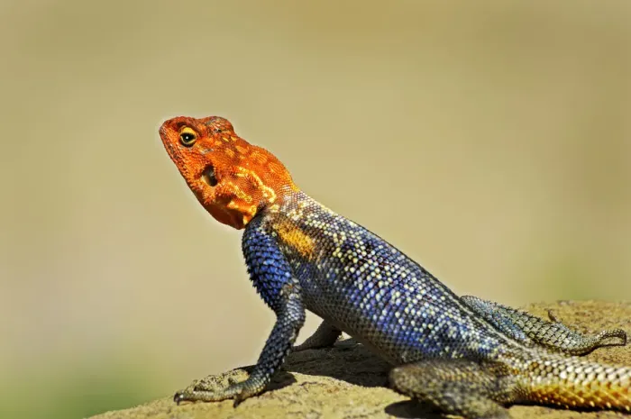 Framed Print : Namib Rock Agama -Agama planiceps-, Namibia Framed Print : Namib Rock Agama -Agama planiceps-, Namibia