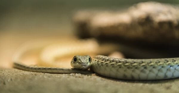 Namib Sand Snake -Psammophis namibensis-, Living Desert Snake Park, Walvis Bay, Namibia